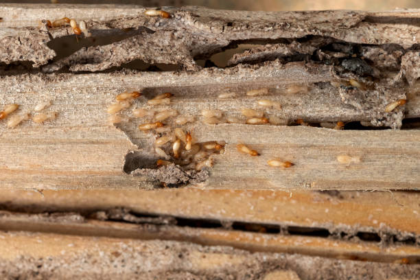 Best Mosquito Control Services  in Hayward, CA