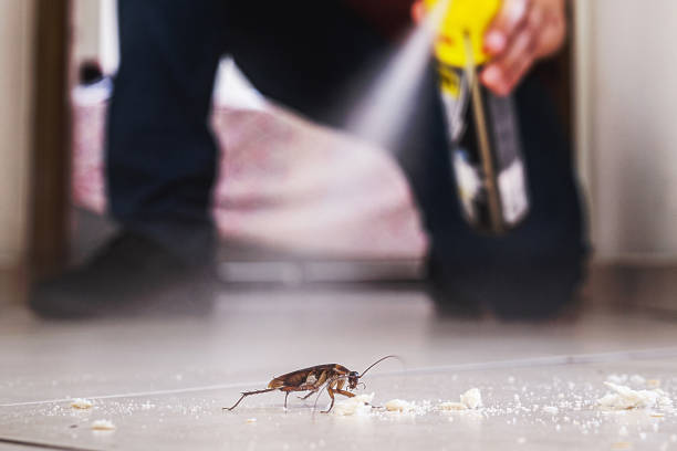 Professional Pest Control in Hayward, CA
