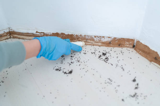 Best Flea Control Services  in Hayward, CA